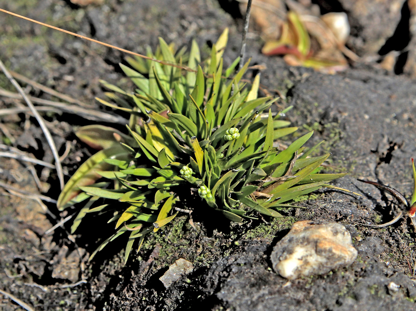 Image of Tofieldia pusilla specimen.