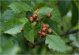 Crataegus submollis