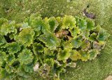 Chrysosplenium nudicaule