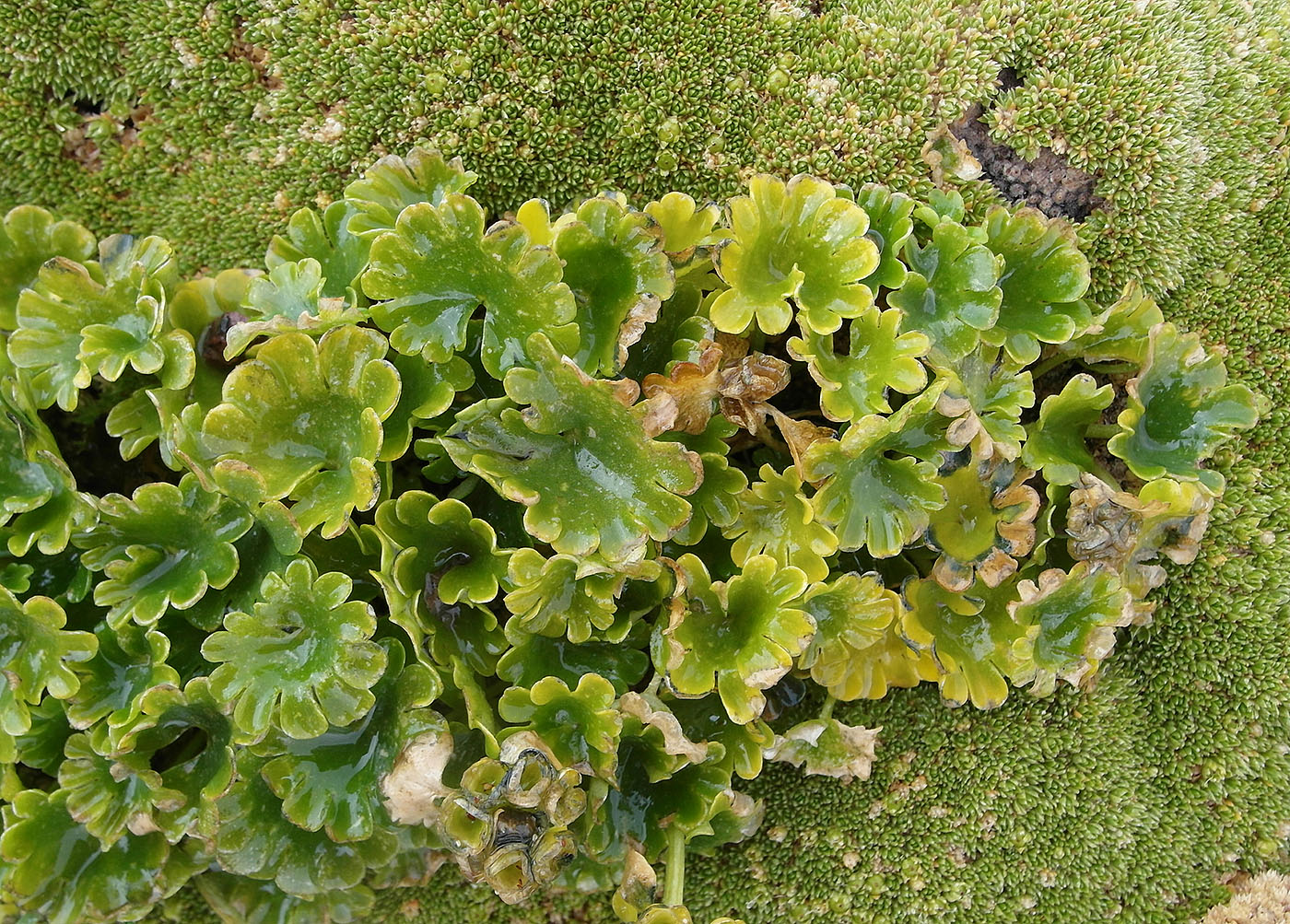 Изображение особи Chrysosplenium nudicaule.