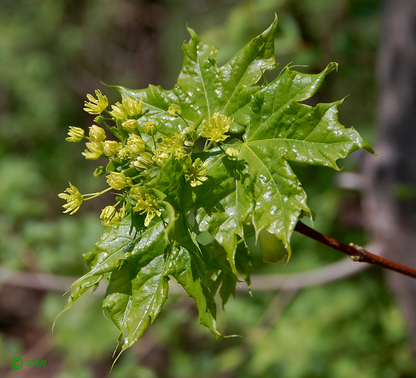 Изображение особи Acer platanoides.
