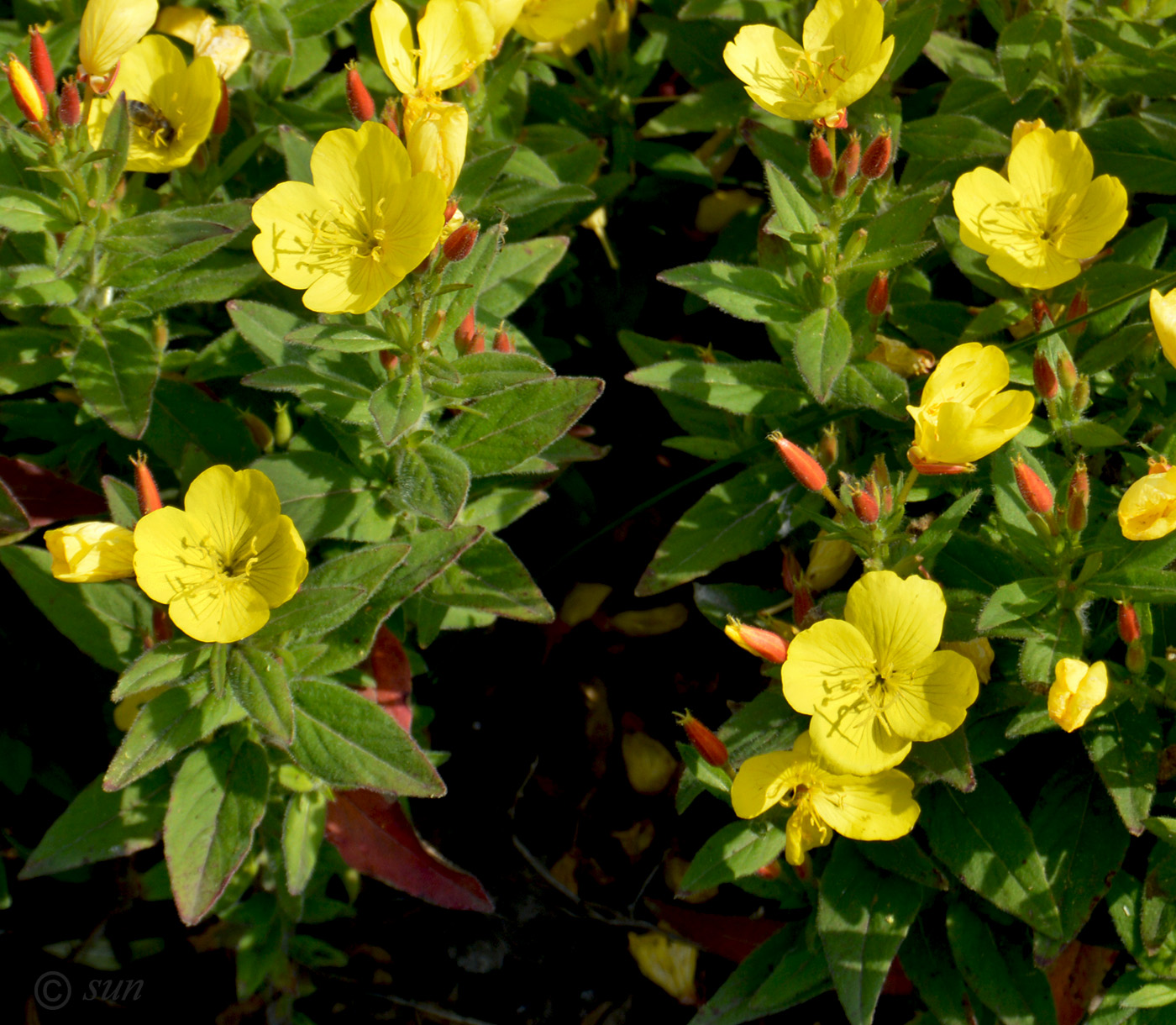 Image of Oenothera fruticosa specimen.