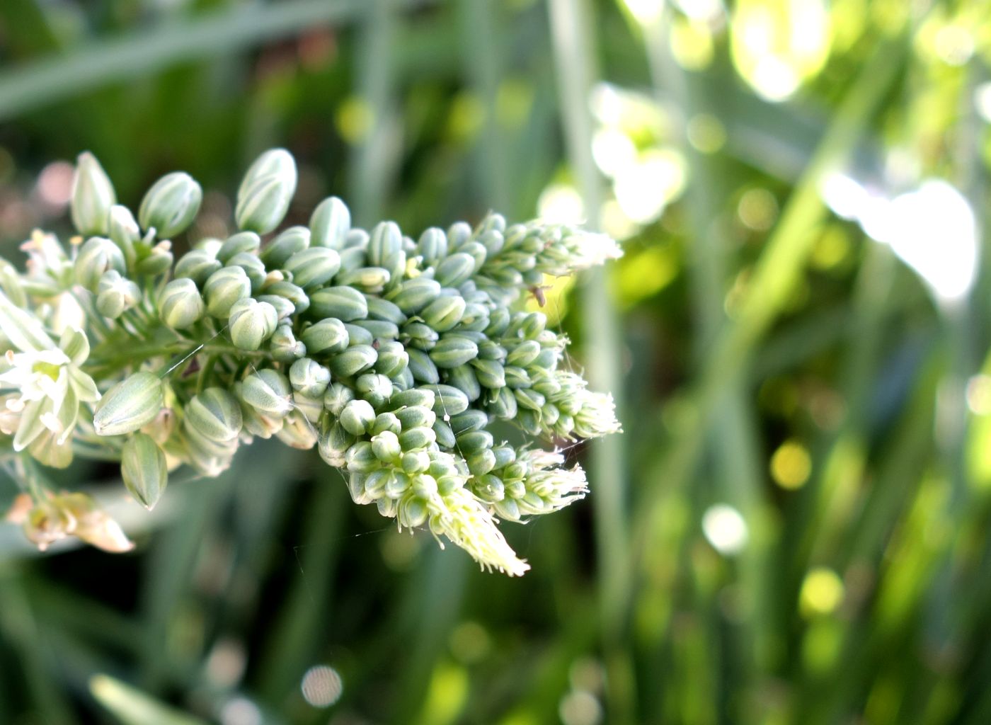 Изображение особи Albuca bracteata.