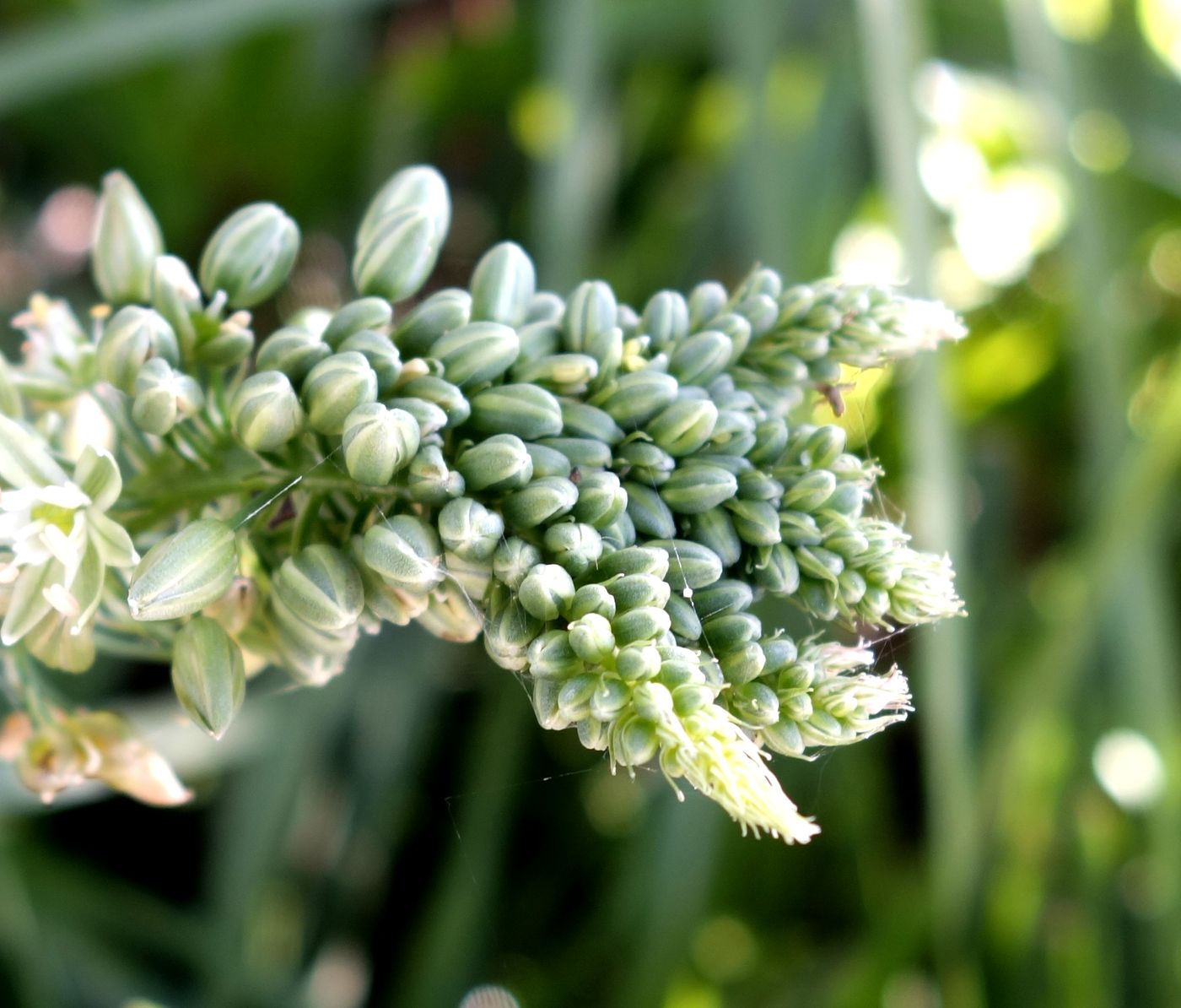 Изображение особи Albuca bracteata.