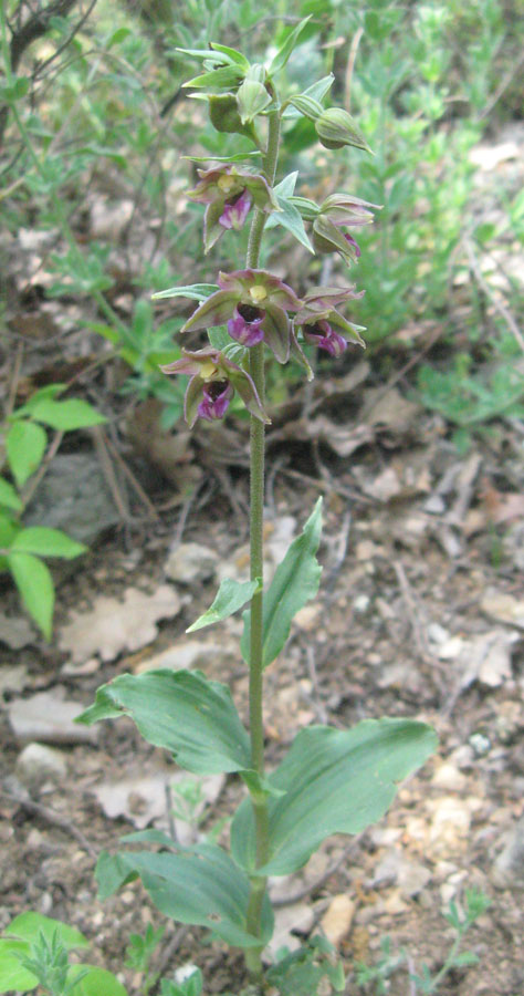 Изображение особи Epipactis helleborine ssp. tremolsii.