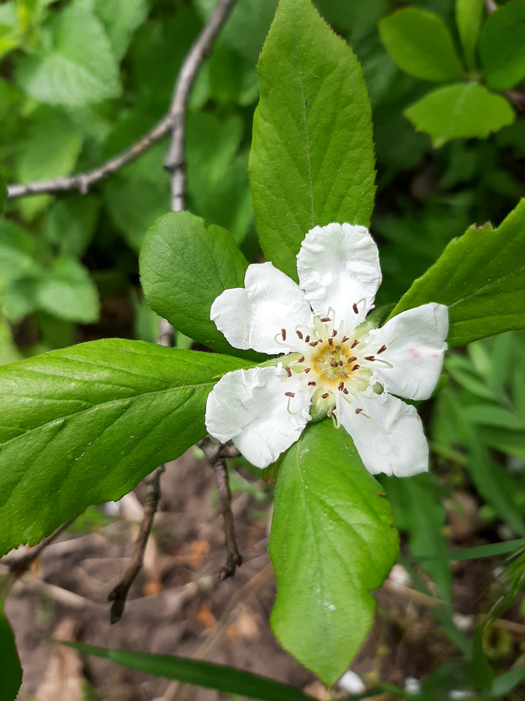 Image of Mespilus germanica specimen.
