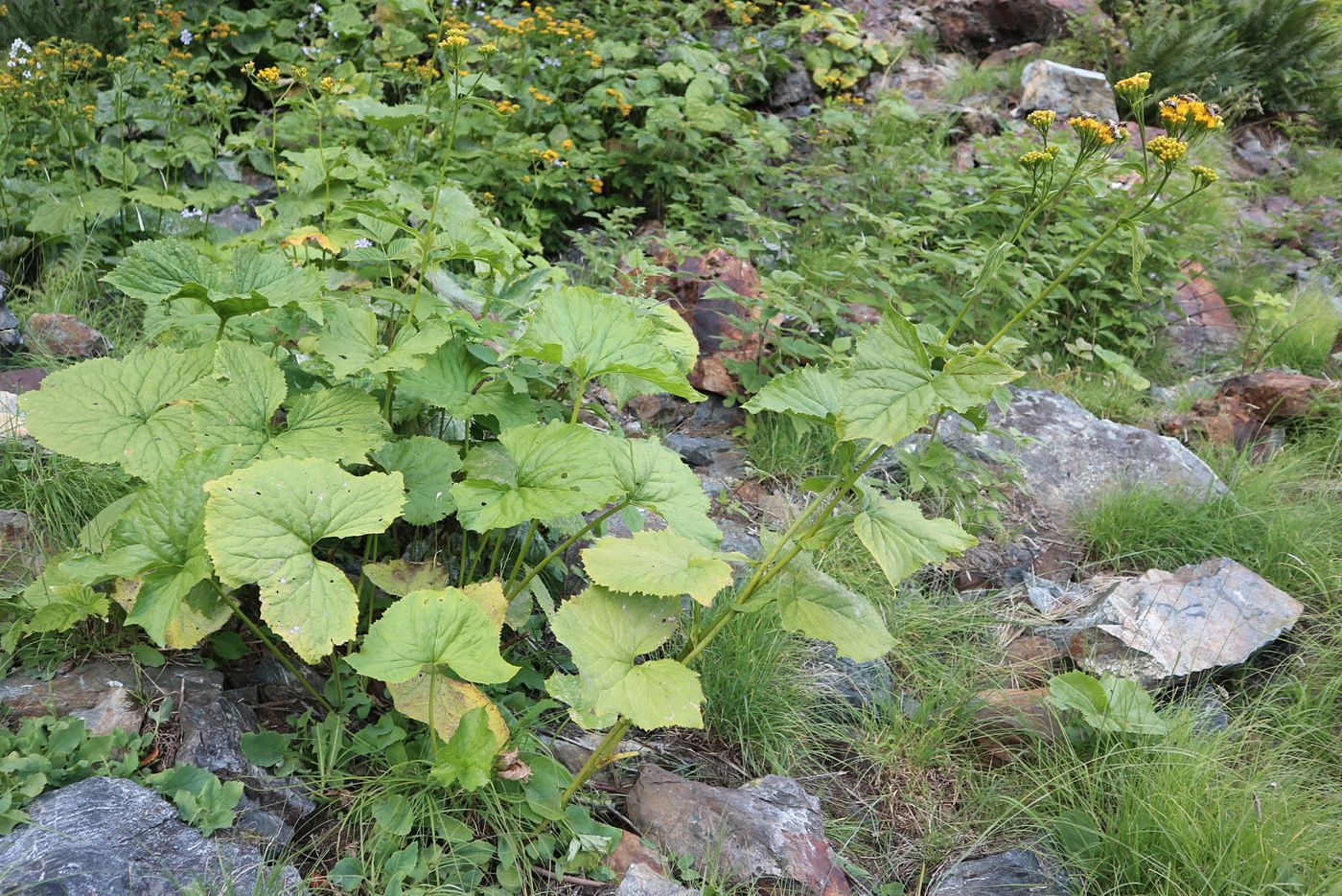 Изображение особи Caucasalia macrophylla.