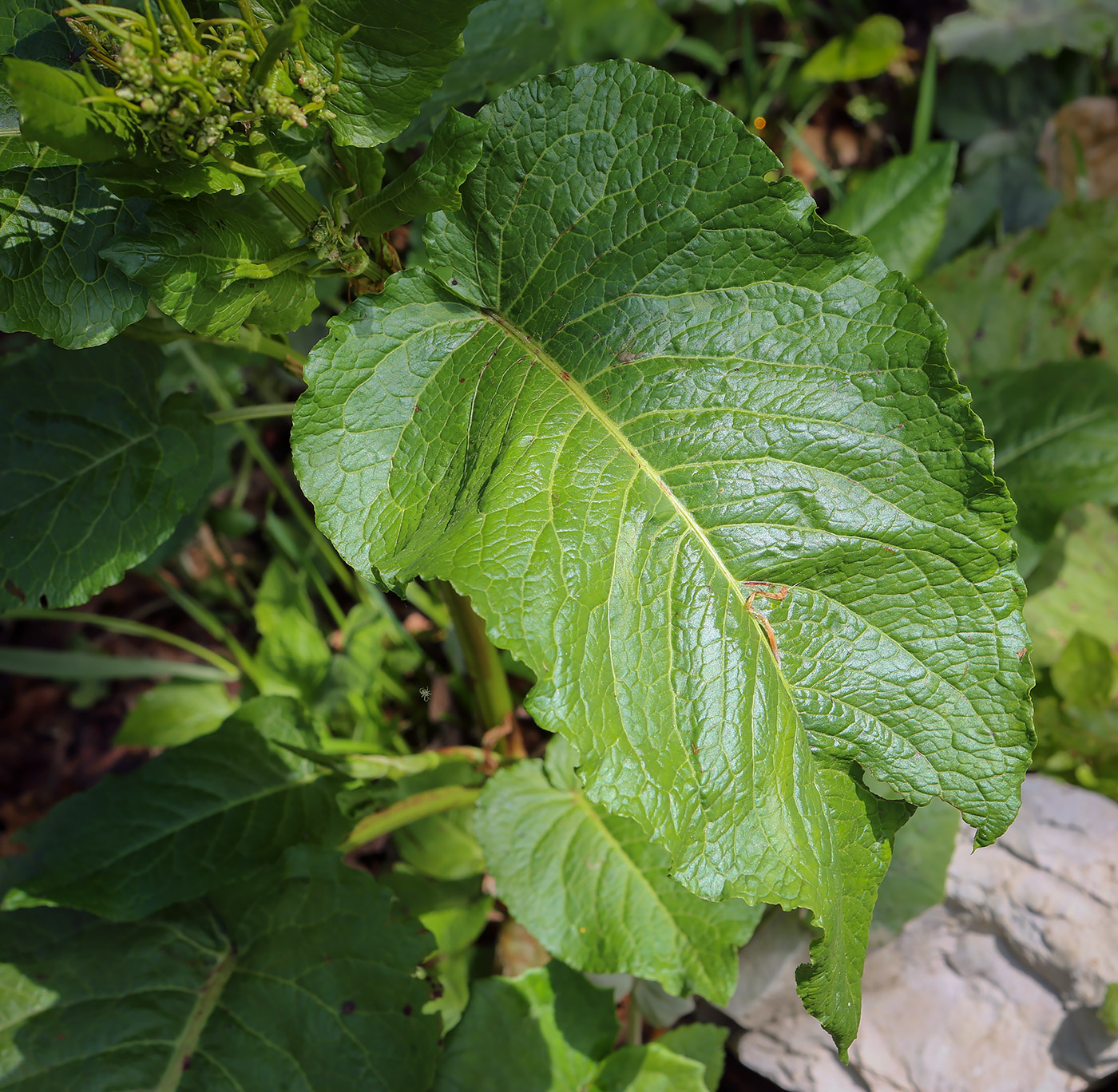 Изображение особи Rumex alpinus.