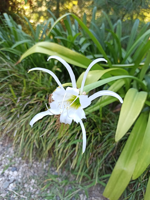 Image of Hymenocallis speciosa specimen.