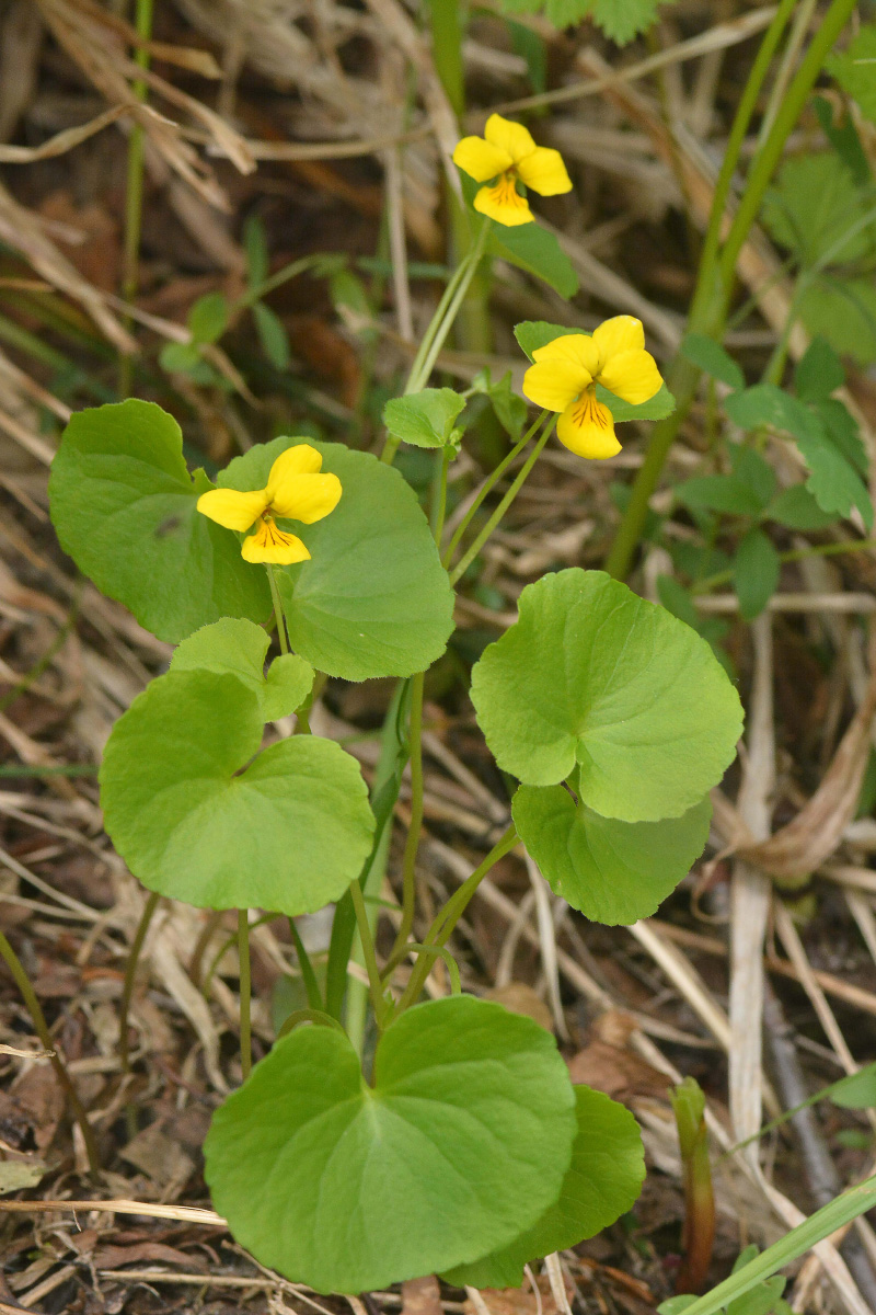 Image of Viola biflora specimen.