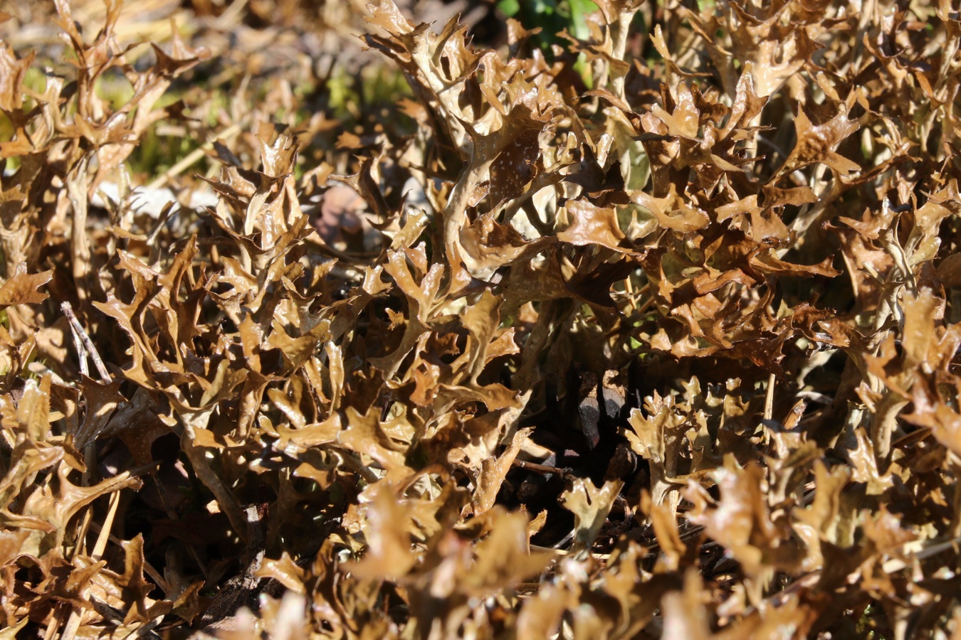 Image of genus Cetraria specimen.