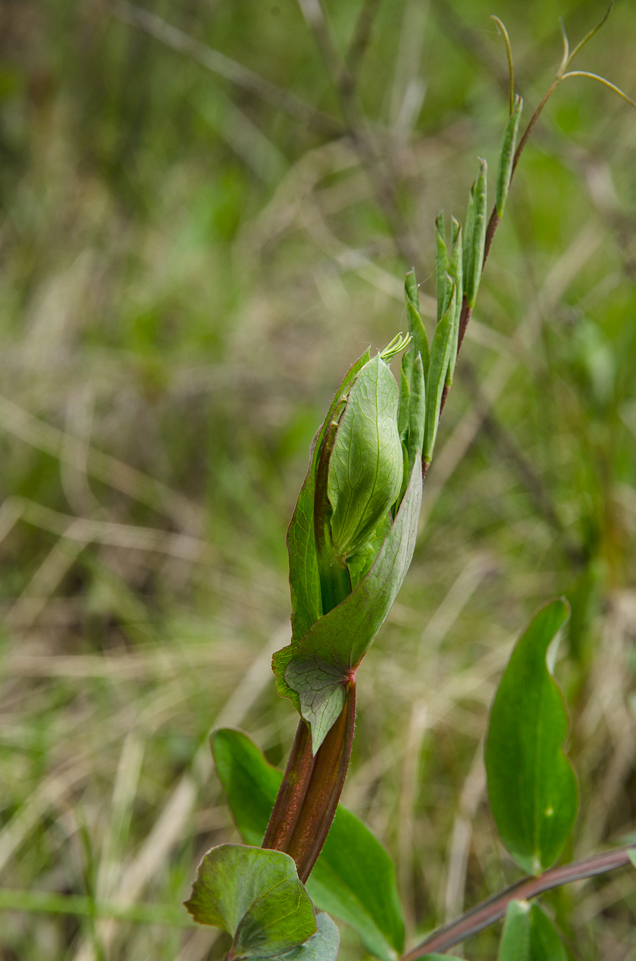 Изображение особи Lathyrus pisiformis.