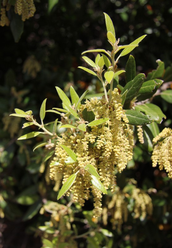 Изображение особи Quercus ilex.