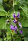Solanum dulcamara. Цветки. Москва, Измайловский парк. 13.07.2024.