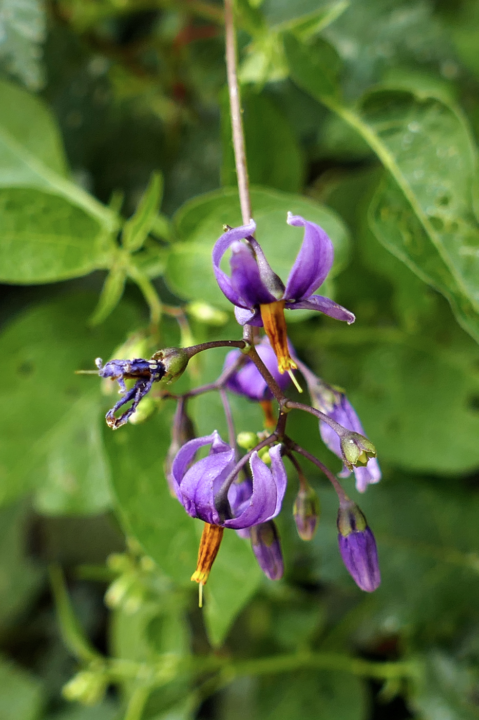 Изображение особи Solanum dulcamara.