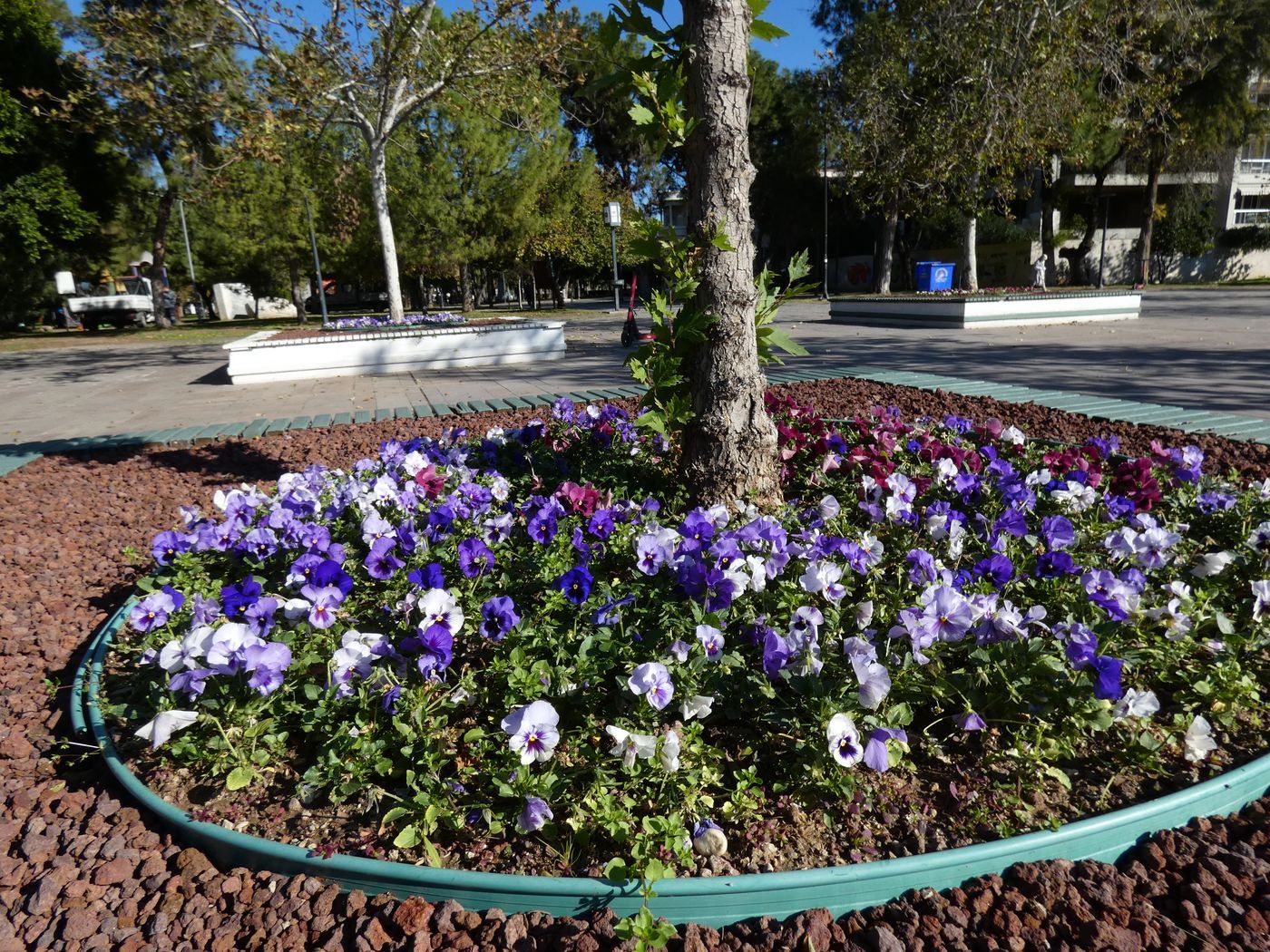 Изображение особи Viola wittrockiana.