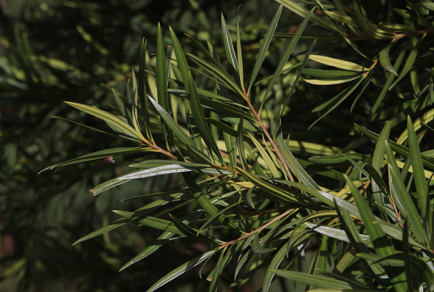 Изображение особи Podocarpus dispermus.