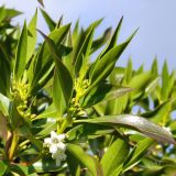 род Myoporum. Верхушка цветущего побега. Испания, автономное сообщество Эстремадура, пров. Бадахос, г. Бадахос, озеленение. Январь.