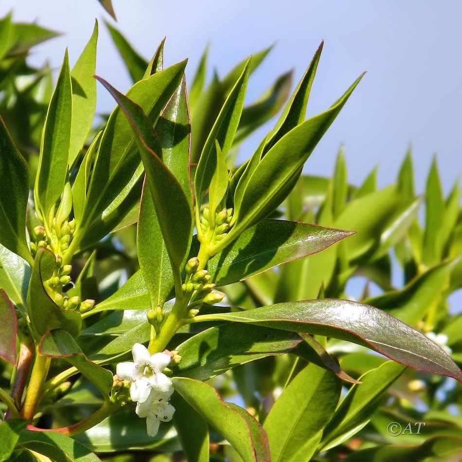 Изображение особи род Myoporum.