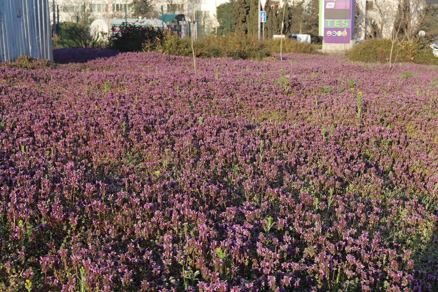 Image of Lamium purpureum specimen.