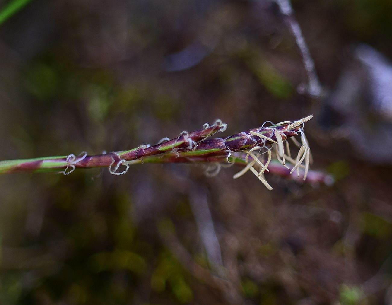 Image of genus Carex specimen.