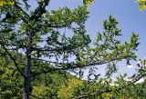 Larix × lubarskii. Верхняя часть дерева. Южное Приморье, Чёрные горы, заповедник \"Кедровая падь\". 15.06.2007.
