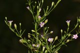 Psammophiliella muralis. Часть соцветия. Томская обл., Томский р-н, окр. с. Аркашево, обочина дороги. 22.07.2024.