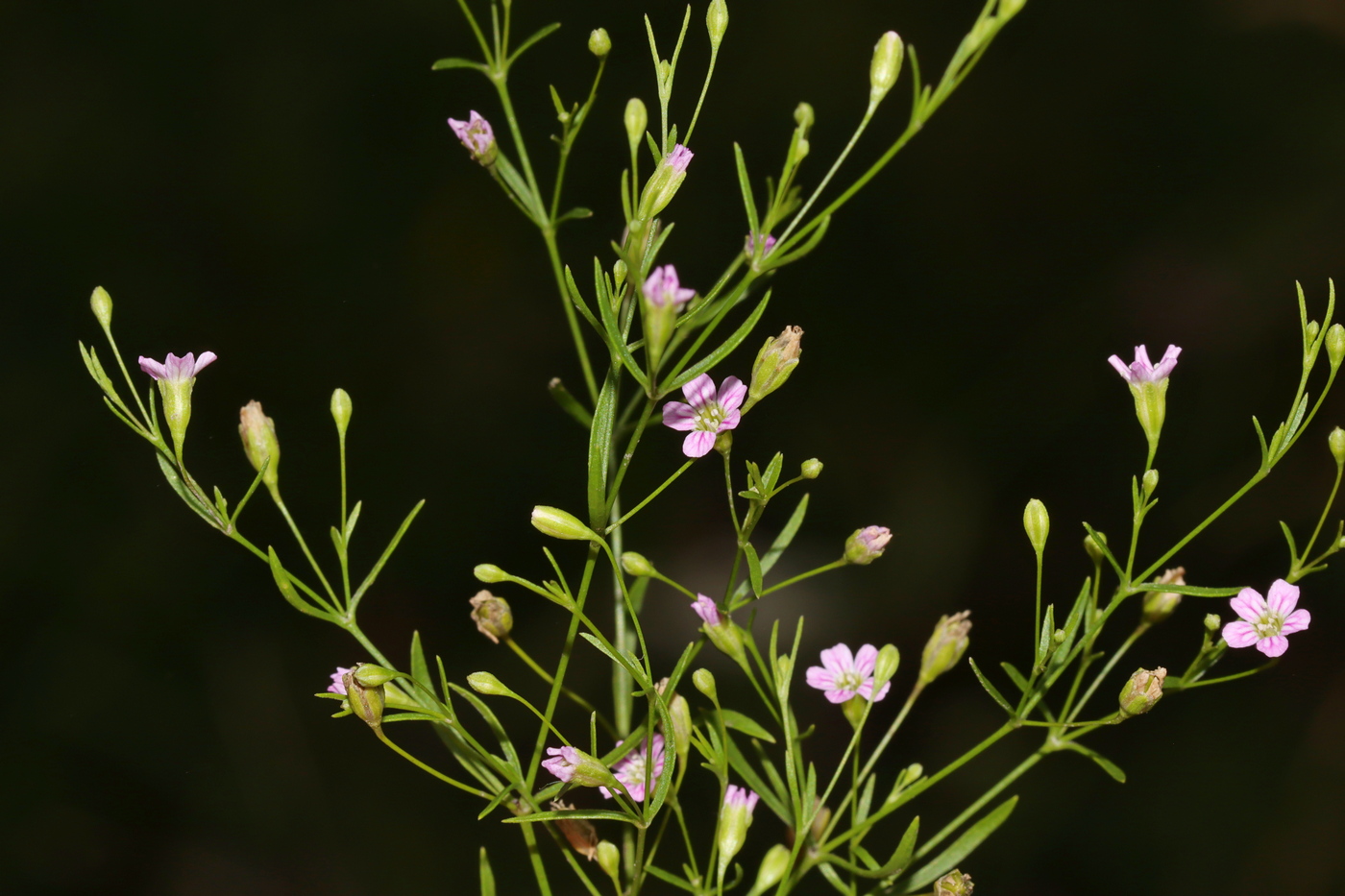 Изображение особи Psammophiliella muralis.