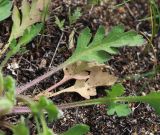 Image of taxon representative. Author is Вера Волкотруб