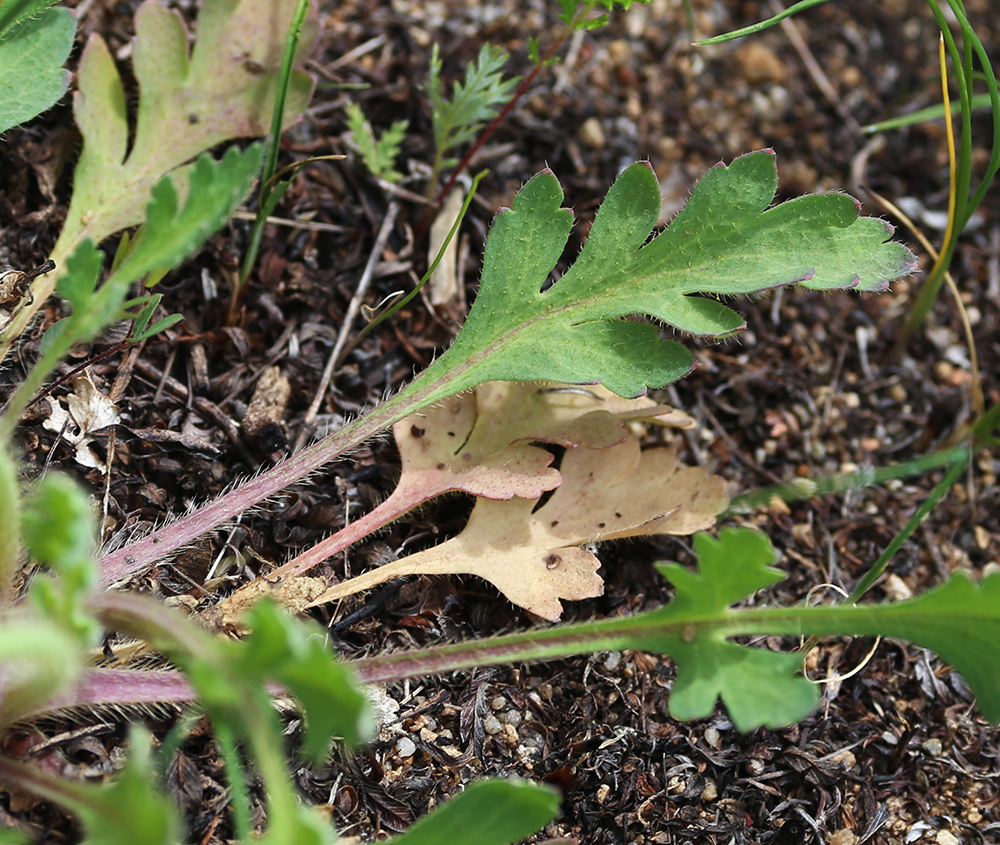 Image of Papaver amurense specimen.