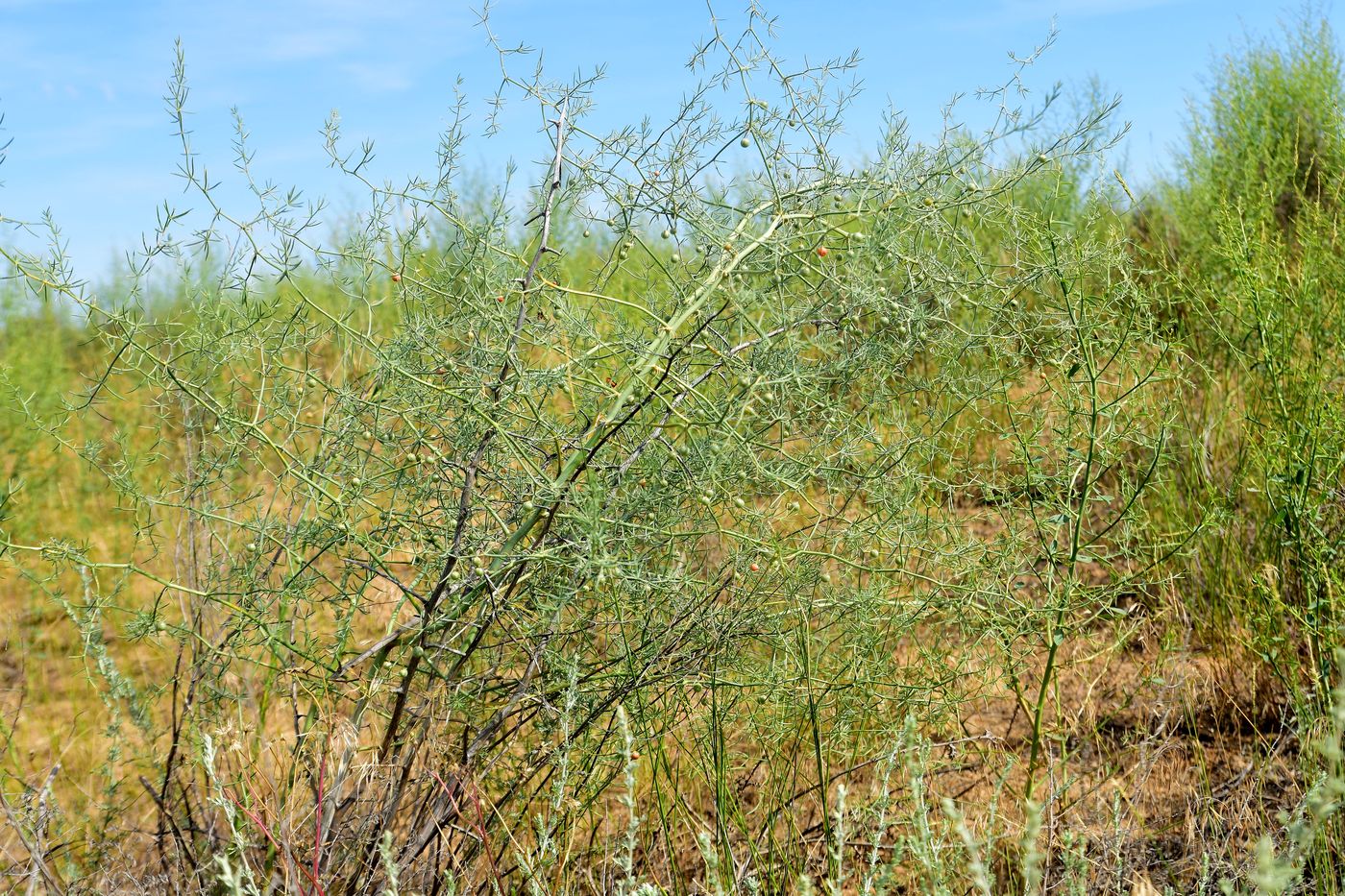 Image of Asparagus inderiensis specimen.