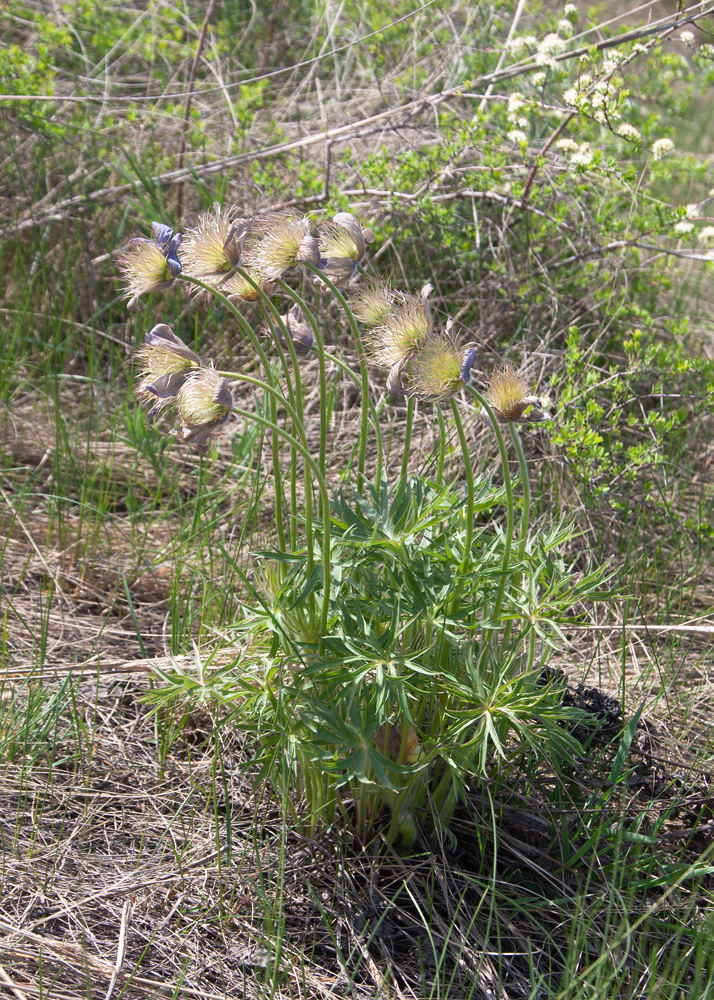 Image of Pulsatilla multifida specimen.