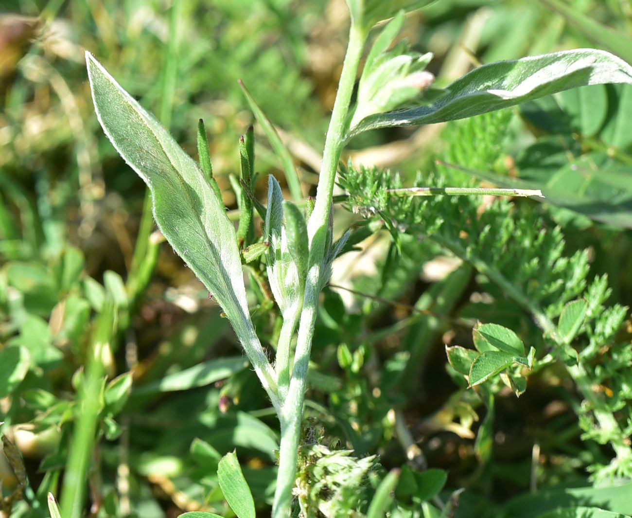Image of Unknown species specimen.