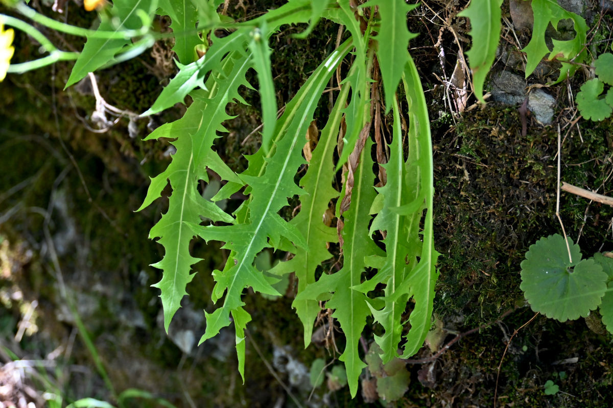 Image of Crepis capillaris specimen.
