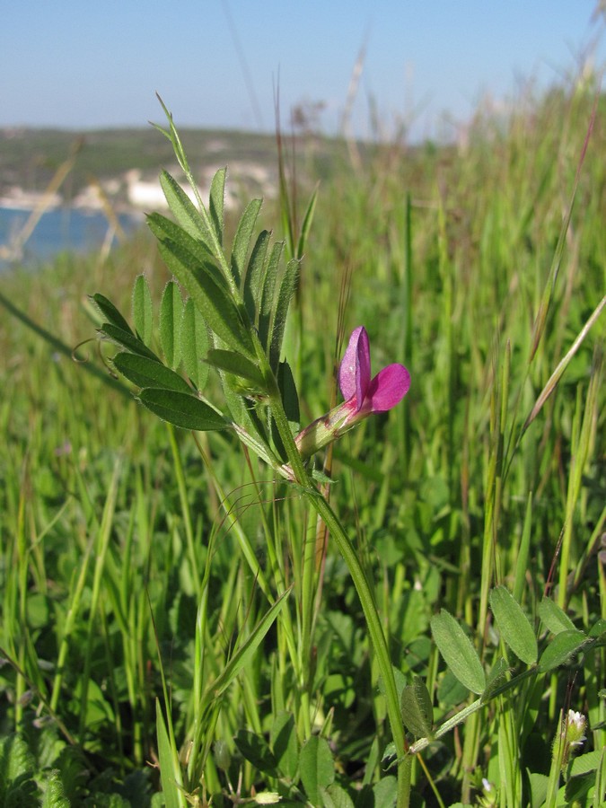Image of Vicia amphicarpa specimen.