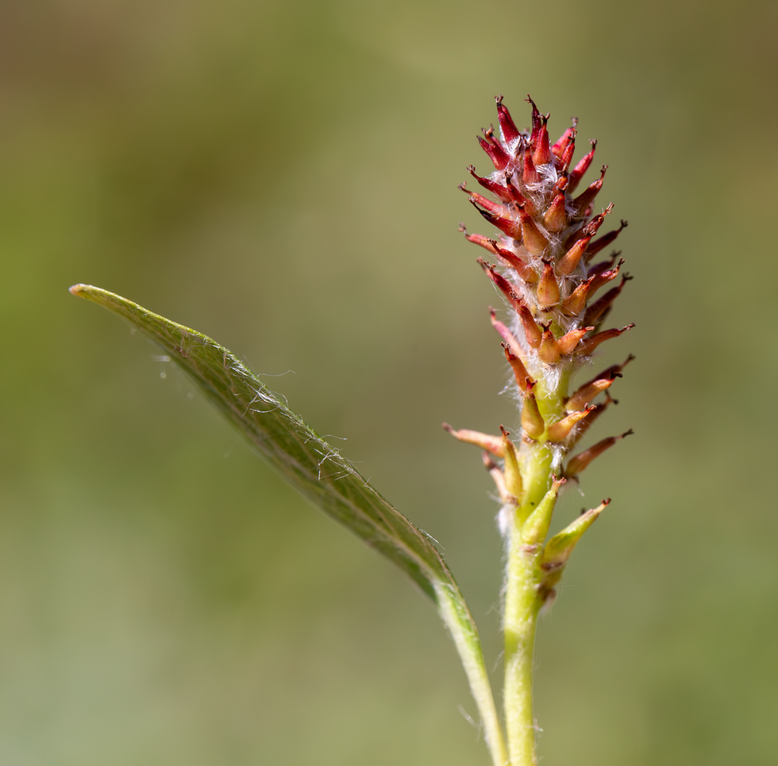 Image of Salix phlebophylla specimen.
