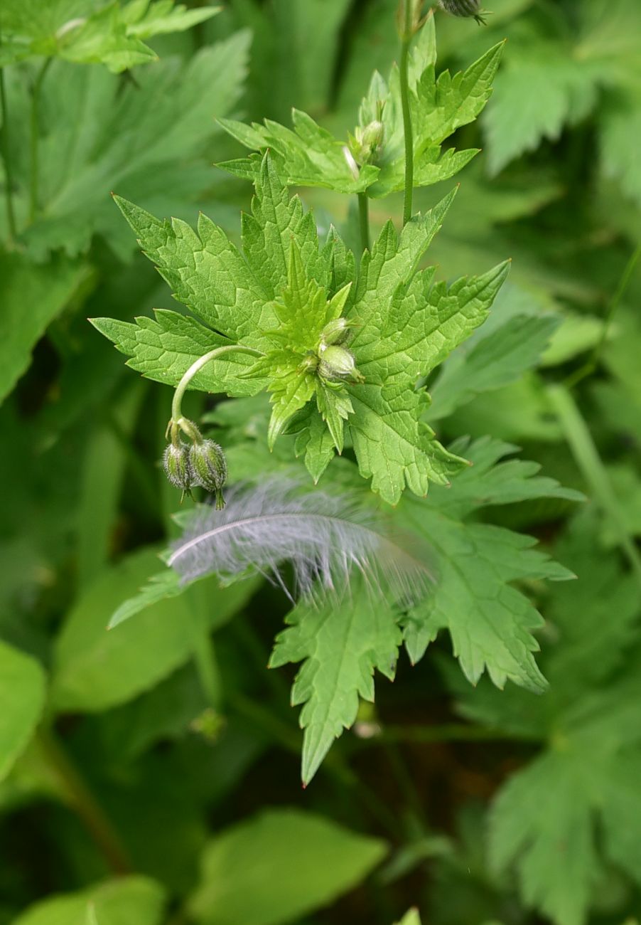 Image of genus Geranium specimen.