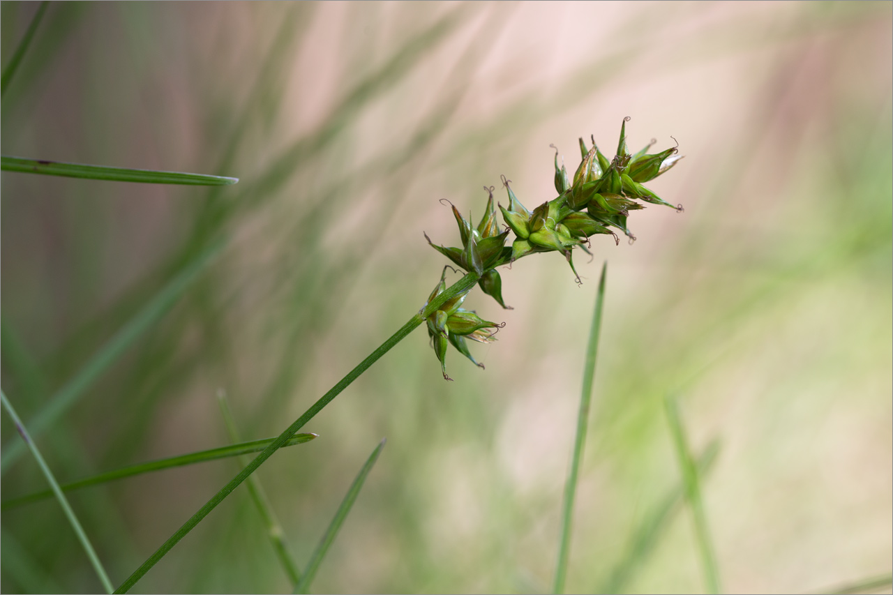Image of Carex spicata specimen.