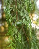 Cupressus funebris. Веточка с шишкой. Краснодарский край, г. Сочи, парк \"Дендрарий\". 17.08.2026.