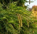 genus Wisteria. Ветви с соплодиями. Краснодарский край, г. Сочи, парк \"Дендрарий\". 17.08.2026.
