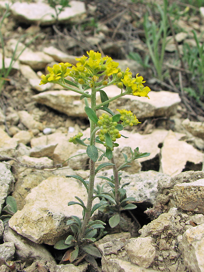 Image of Odontarrhena tortuosa specimen.