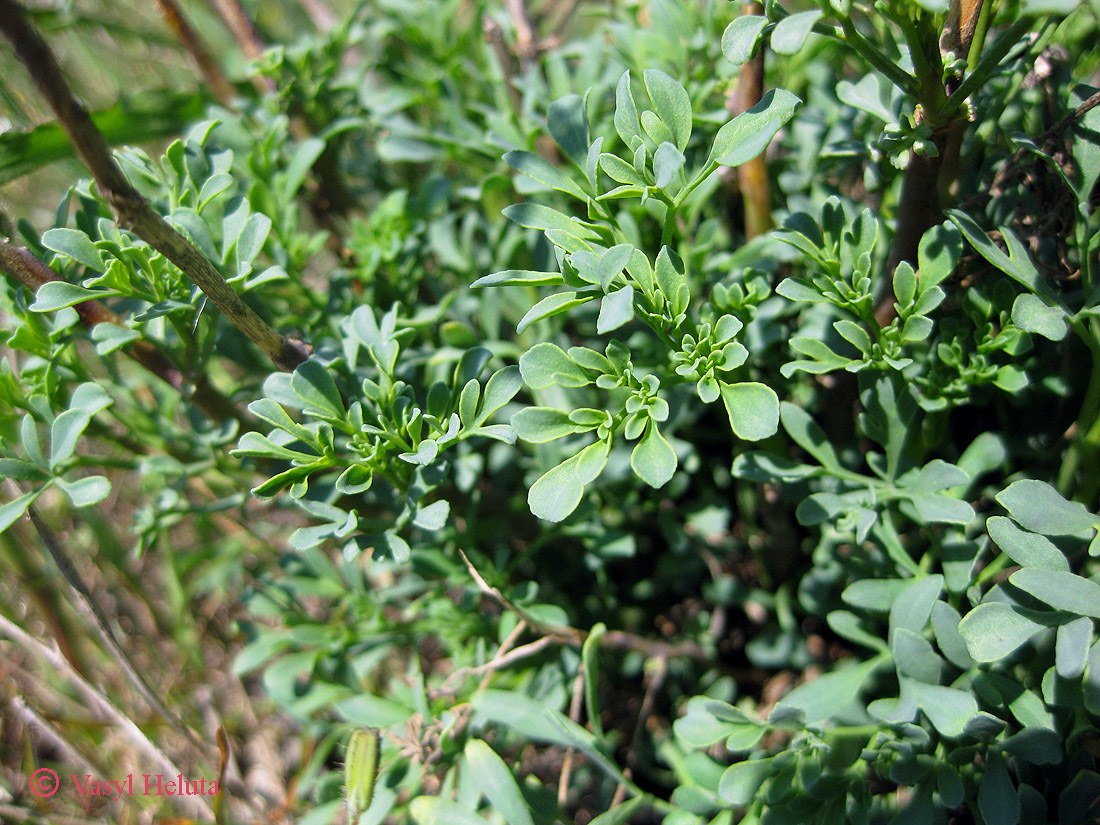 Image of Ruta divaricata specimen.