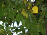 Pyrus turcomanica