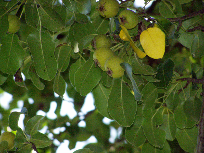 Изображение особи Pyrus turcomanica.