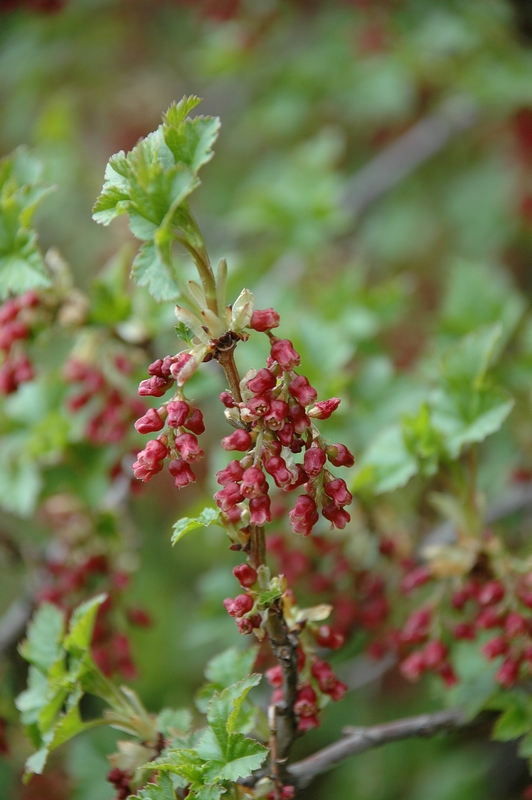 Изображение особи Ribes meyeri.