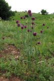 Allium rotundum