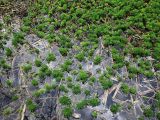Myriophyllum verticillatum