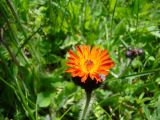 Pilosella aurantiaca