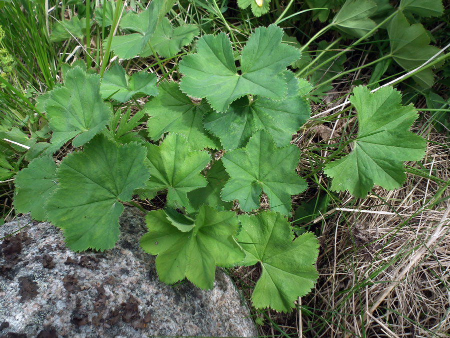 Изображение особи род Alchemilla.