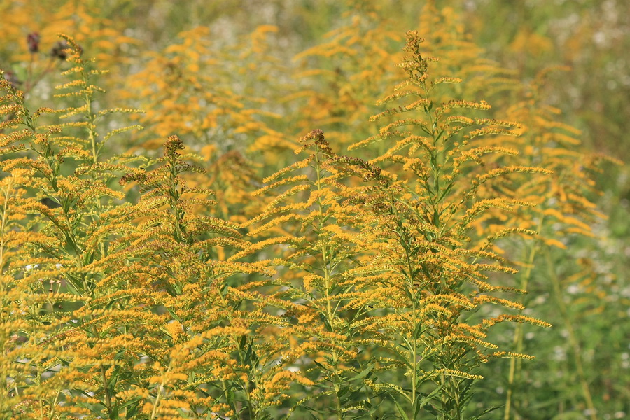 Изображение особи Solidago canadensis.